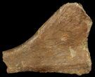 Dimetrodon Partial Clavicle Bone - Texas #68808-1